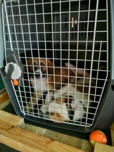 Murphy and Archie, my Greek rescue puppies, in their dog travel crate