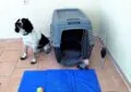 Travel dog crate accessiories