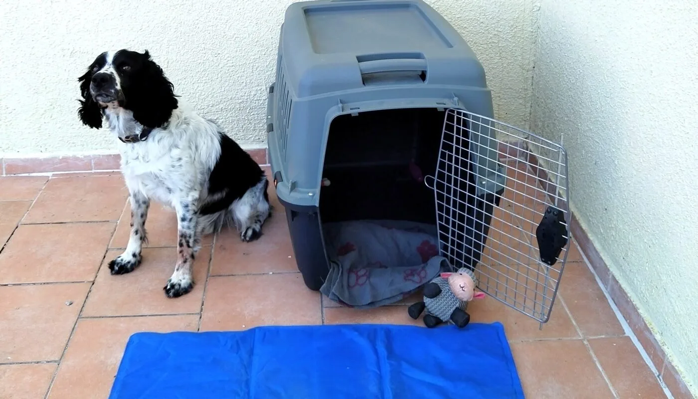 Does Putting a Blanket Over a Dog Crate Help? Expert Insights