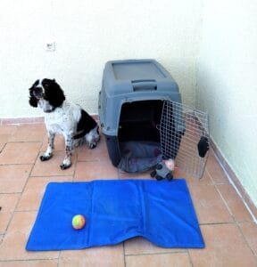 Travel dog crate accessiories