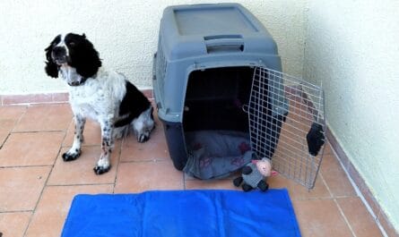 Travel dog crate accessiories