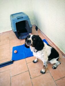 Travel dog create accessories and an English Springer Spaniel.