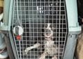 Charlie in his dog travel crate in our campervan
