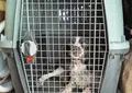 Charlie in his dog travel crate in our campervan