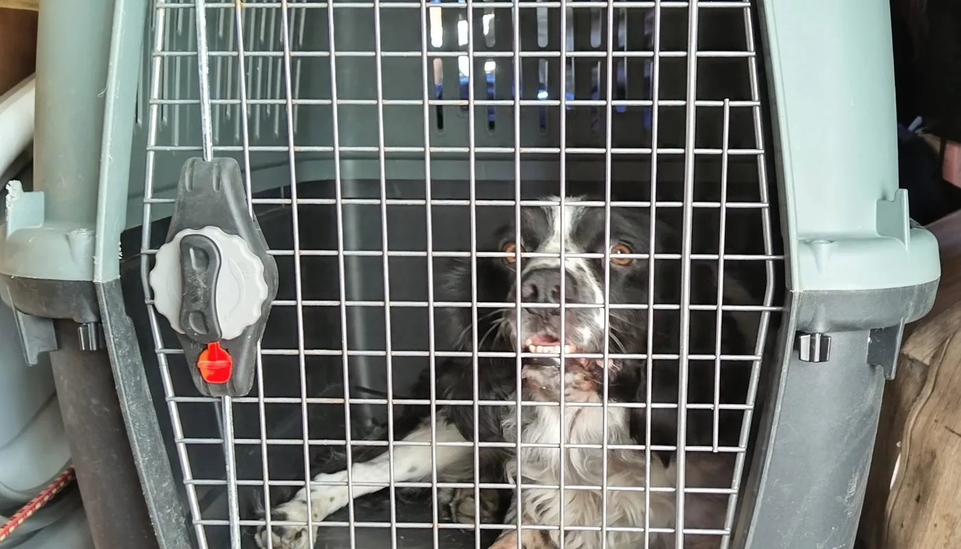 Charlie in his dog travel crate in our campervan
