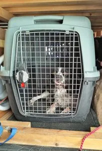 Charlie in his dog travel crate in our campervan.