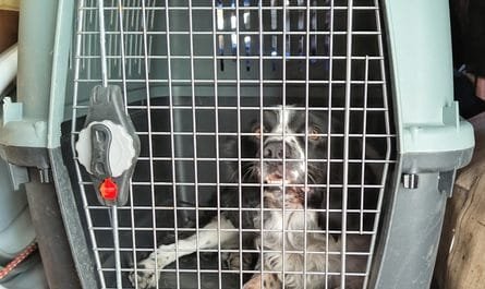 Charlie in his dog travel crate in our campervan