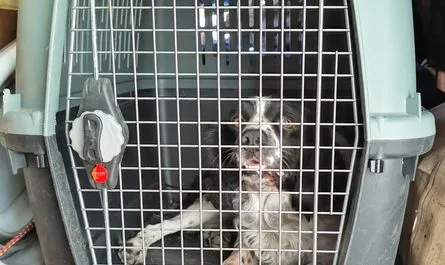 Charlie in his dog travel crate in our campervan