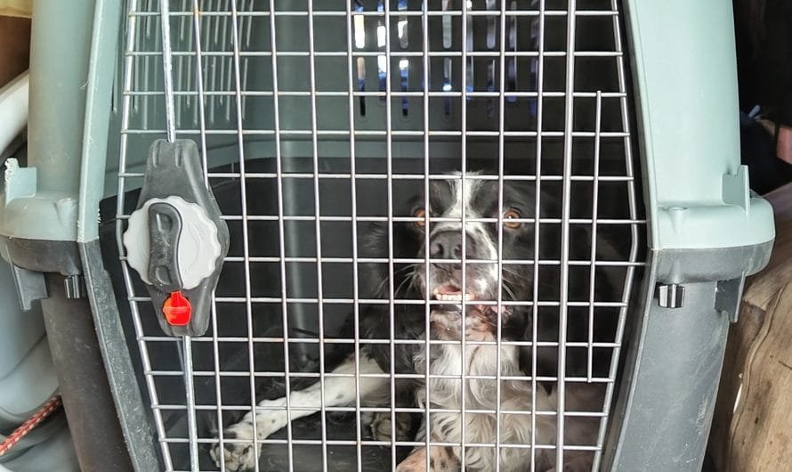 Travel Dog Crate: 9 Best Options For A Stress-Free Trip!
