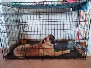 A home dog crate with a puppy relaxing inside.