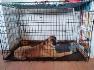 A home dog crate with a puppy relaxing inside.