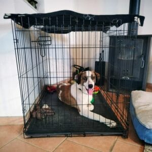 A Dog in a home crate.