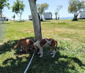 Puppie on a campsite