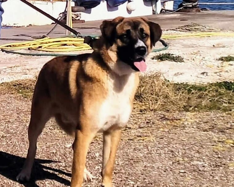 Brown Dog