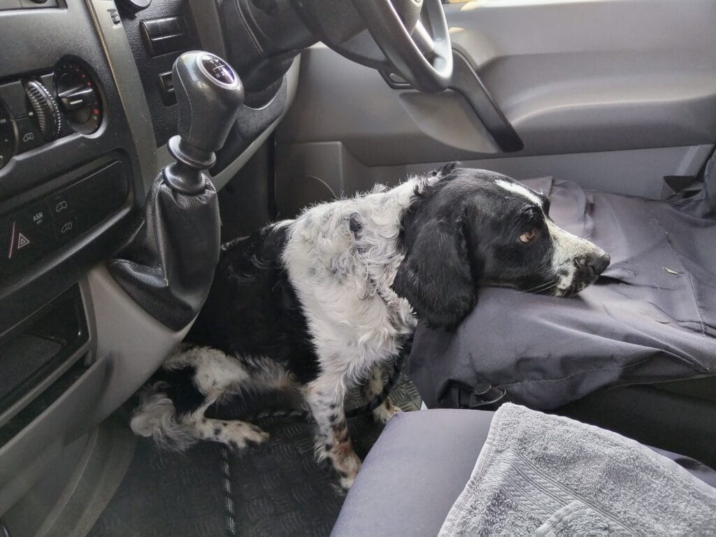 Dog travel in a car