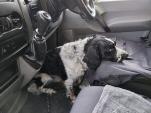 Dog travel in a car