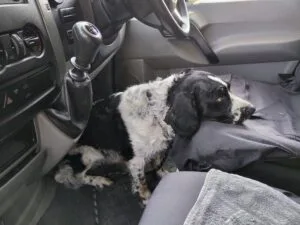 Dog travel in a car