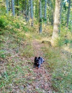 Dog laying down on a woodland trail surrounded by autumn colours