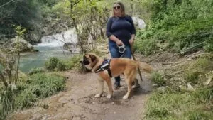 My dog wearing his harness on the trail