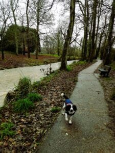 Spaniel in a cosy fall coat walking by the river