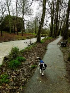 Spaniel in a cosy fall coat walking by the river