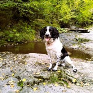 Spaniel sitting on a rock by a stream in the forest