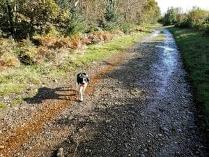 A spaniel on a forest trail carrying a ball