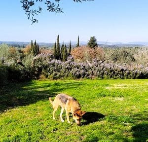 Autumn hiking with dogs in the countryside