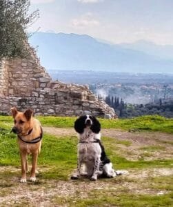 dog gear hiking with my dogs in Greece
