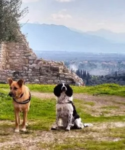 dog gear hiking with my dogs in Greece
