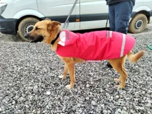 German Shepard in a red dog coat.
