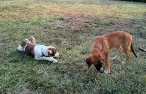 Two puppies plaging on the grass.