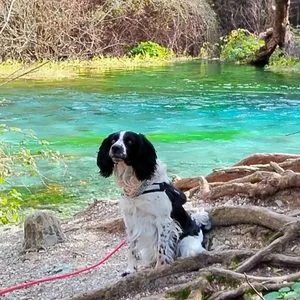 My dog on the Blue Eye Hiking trail in Albania.