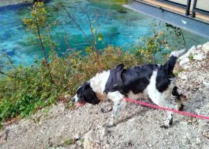 Hiking with my dog in Albania